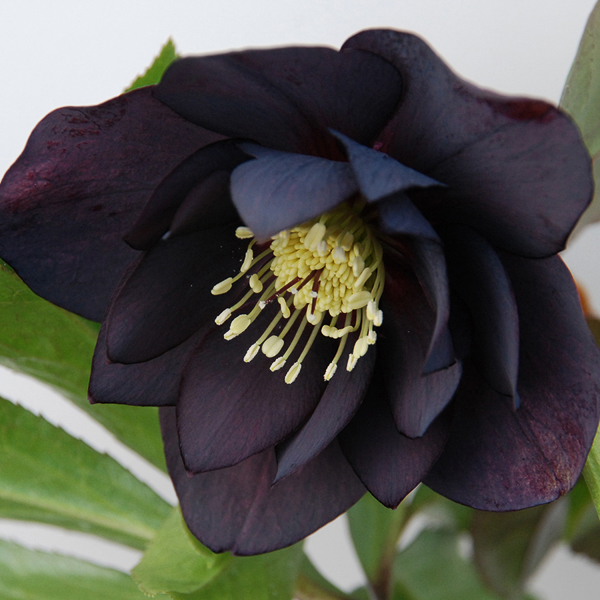 Helleborus Winter Thriller_ Midnight Ruffles