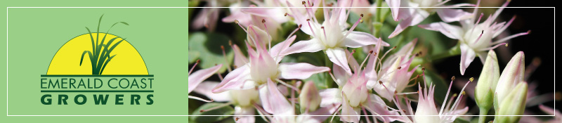 Emerald Coast Growers