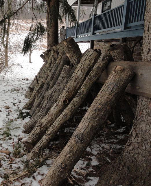 shitake logs in midwinter