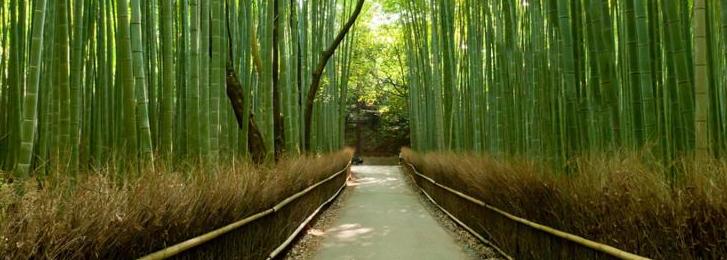 bamboo_grove_green.jpg