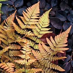 fall ferns 2