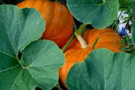 pumpkins & leaves