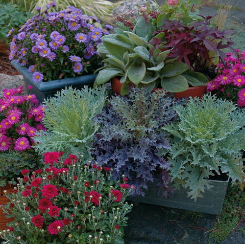 fall garden