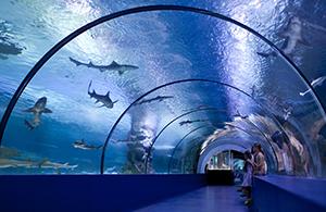 Photo of the shark tank at an aquarium.