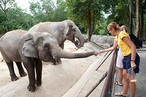 Photo showing feeding of elephants.