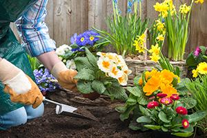 Planting flowers
