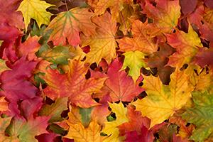 Autumn Leaves