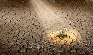 Photo of a lone green plant in the dry desert.