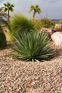 Photo of beautiful desert plant.