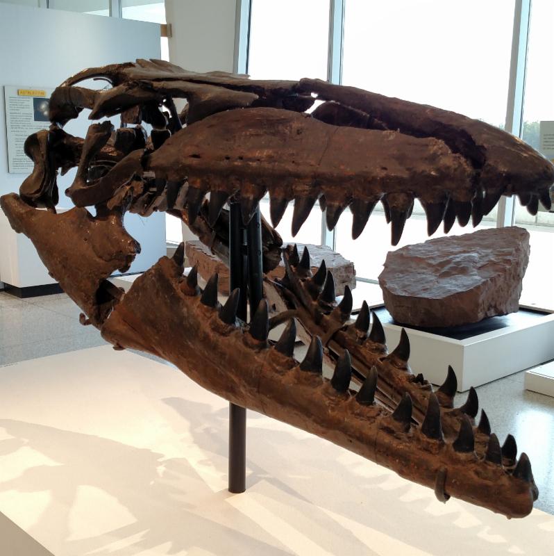 Mosasaur