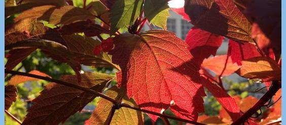 enema series testimonial