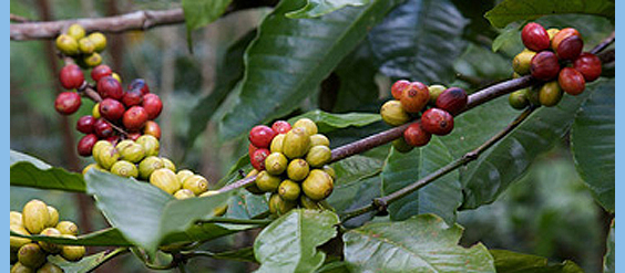 coffee enema benefits