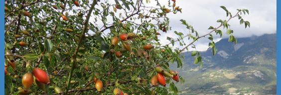 spring cleanse detox | enema series