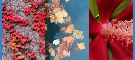 Optimal Health Network