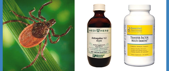 lyme disease treatment