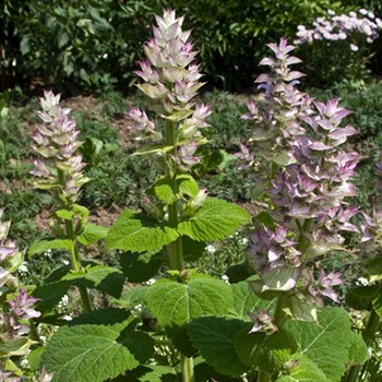 Clary Sage in full bloom