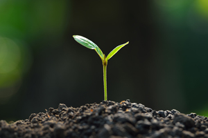 Plant in Soil
