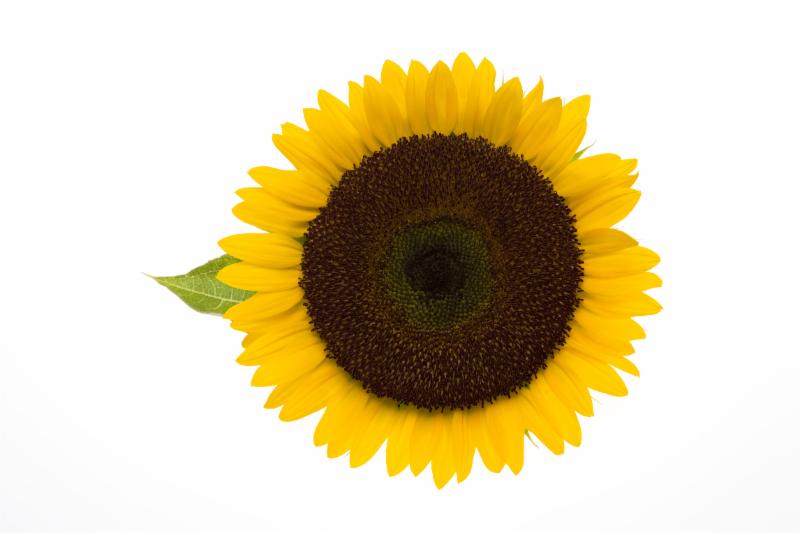 sunflower.jpg