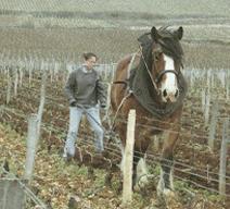 Arlaud Horse