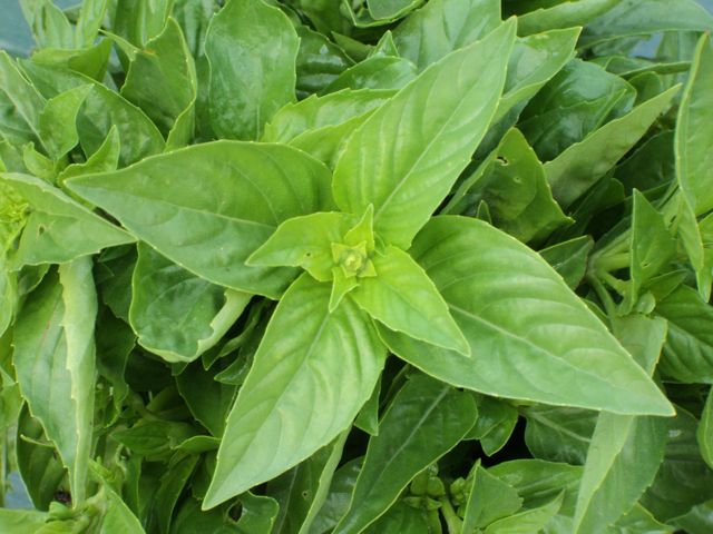 basil