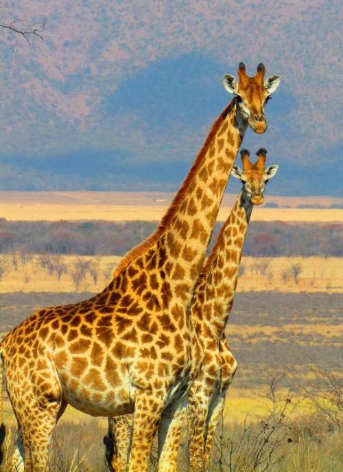 SOU South Africa Trip