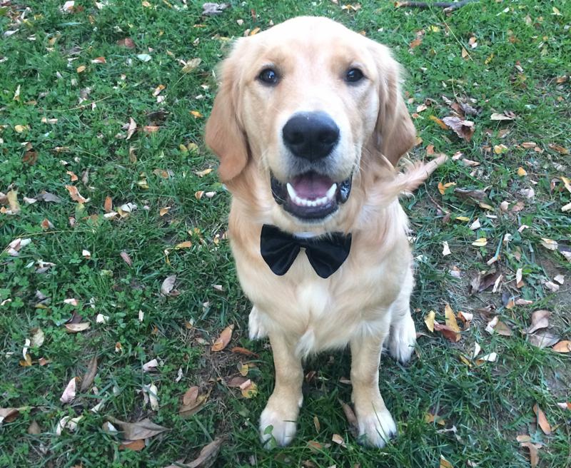 golden retriever senior rescue sanctuary