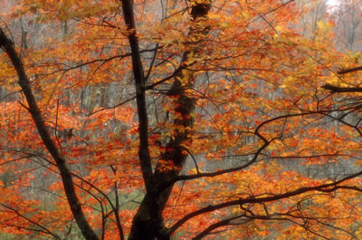 orange-leaves-tree.jpg