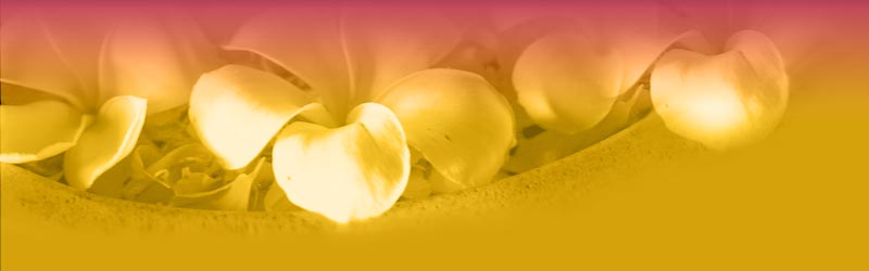 white-flowers-header.jpg