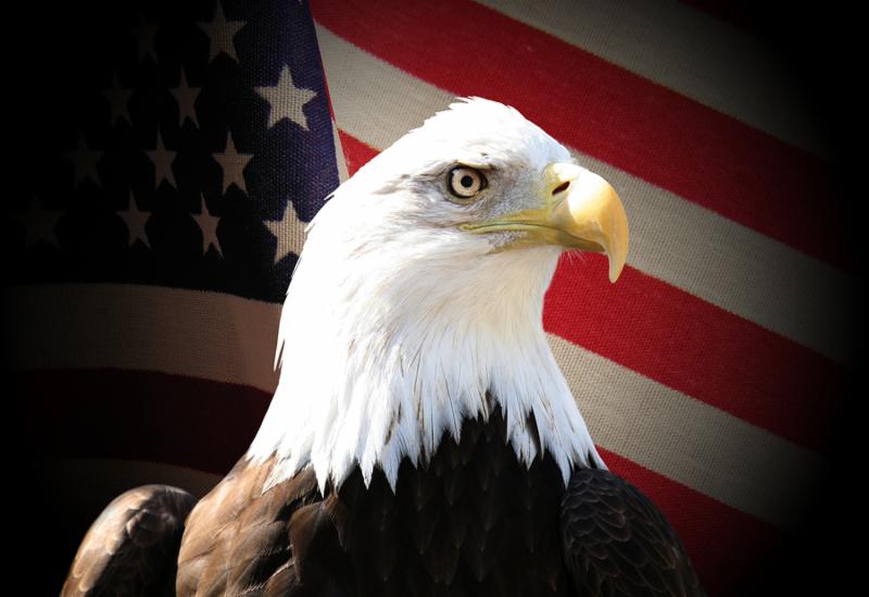 Bald eagle over flag
