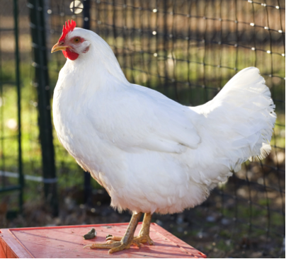Chicken image