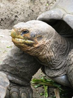 GIANT TURTLE-GALAPAGOS