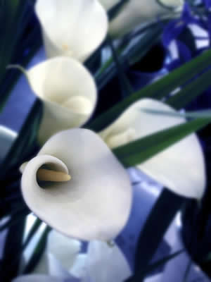 calla-lilies.jpg
