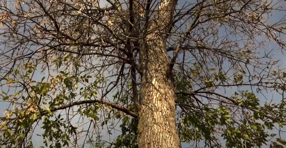 Ash tree