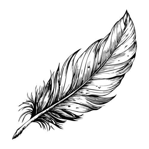 Sketch of a single feather with intricate details_ on a white background