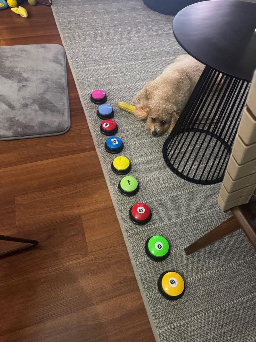 I wanna treat  is Lendl's most slected.  too bad there's no counter.  She love her buttons.