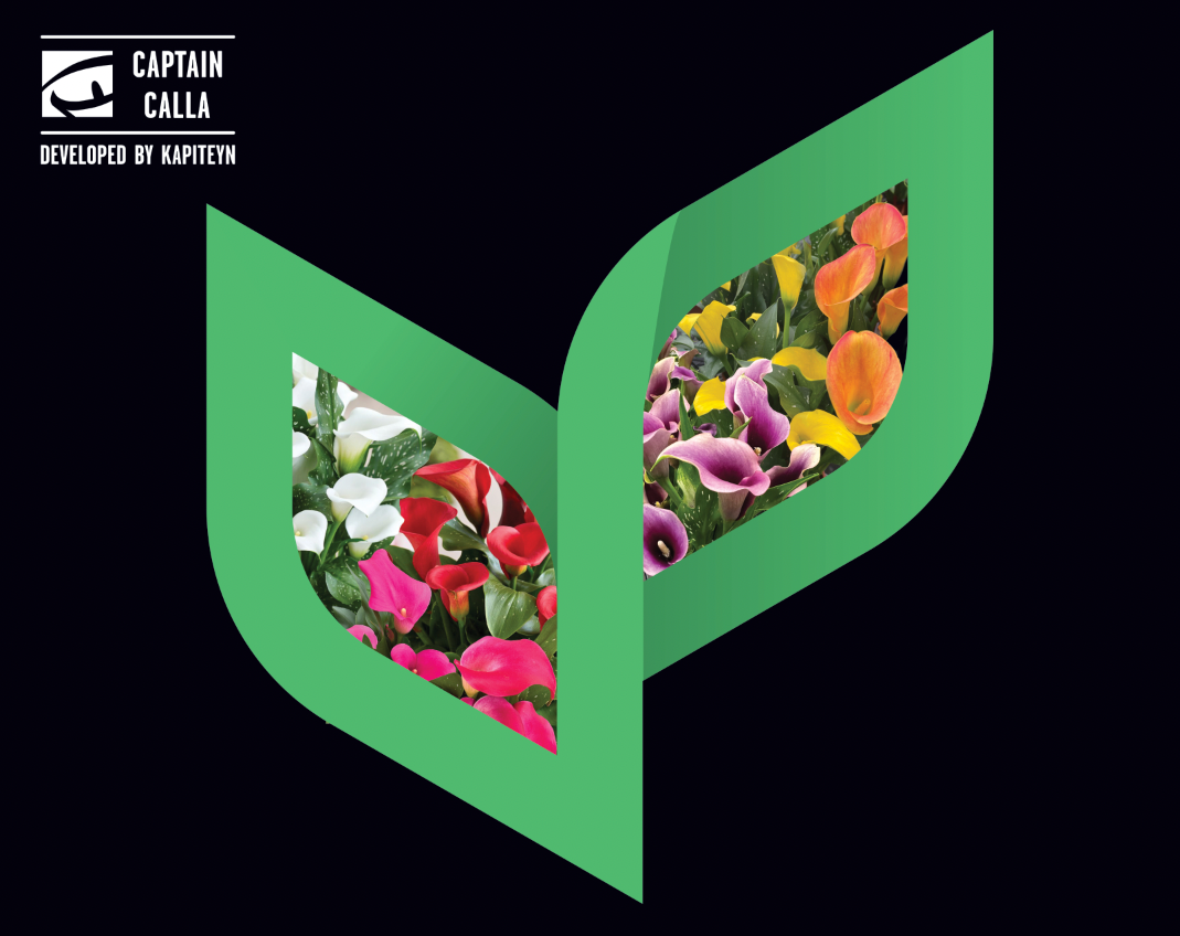 ThinkPlants Captain Calla