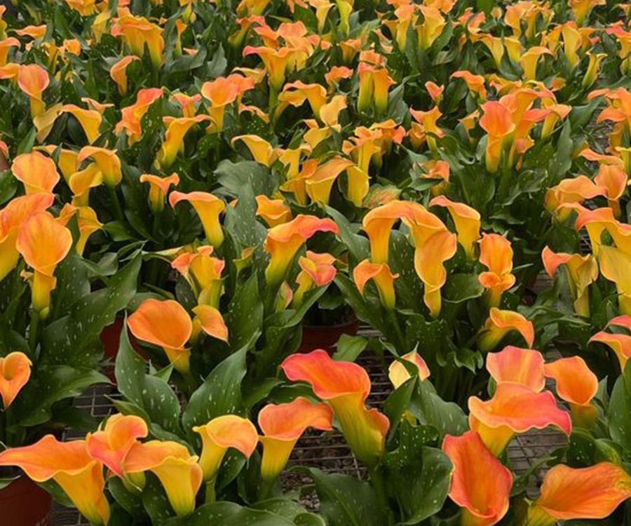 orange calla in greenhouse