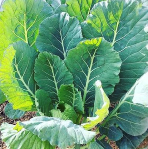 Collard Greens