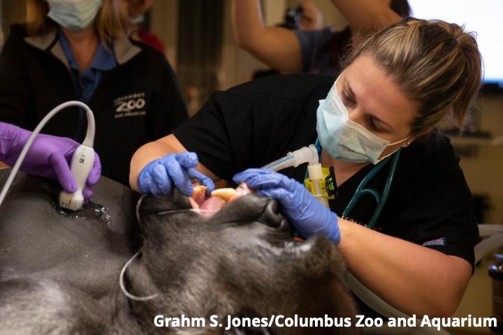 Dr. Seeley performing a dental exam on a silverback gorilla during a routine preventive care examination