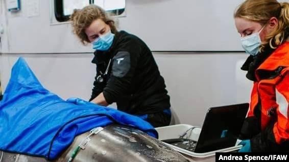 Dr. Kate Mueller examines a dolphin Photo: Andrea Spence/IFAW