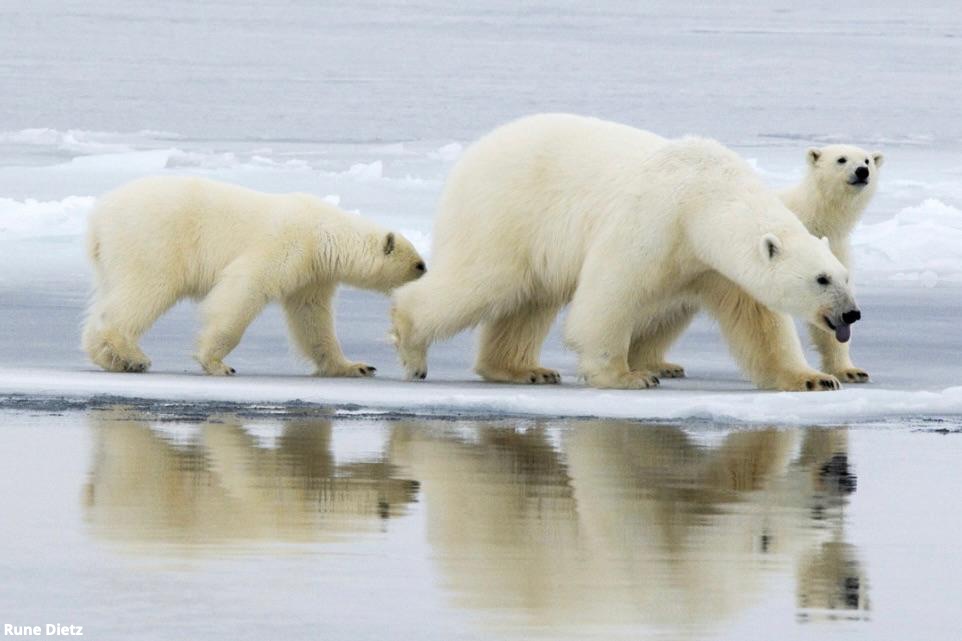 A mother polar bear with two cubs