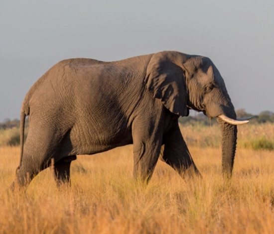 Elephant walking
