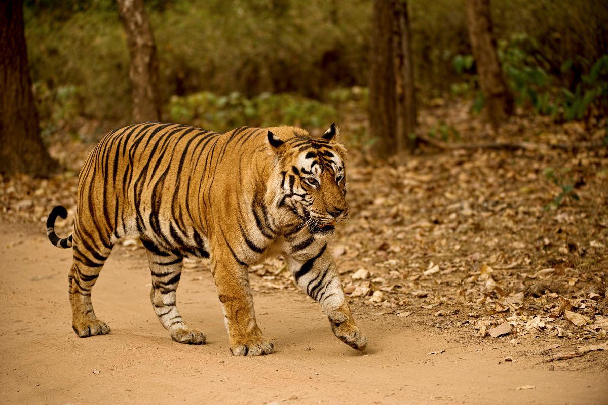 Tiger walking along a path