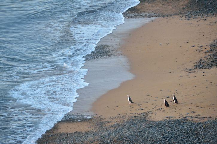 Penguins at a distant beach