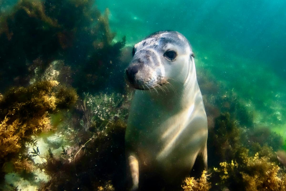 An Australian sea lion