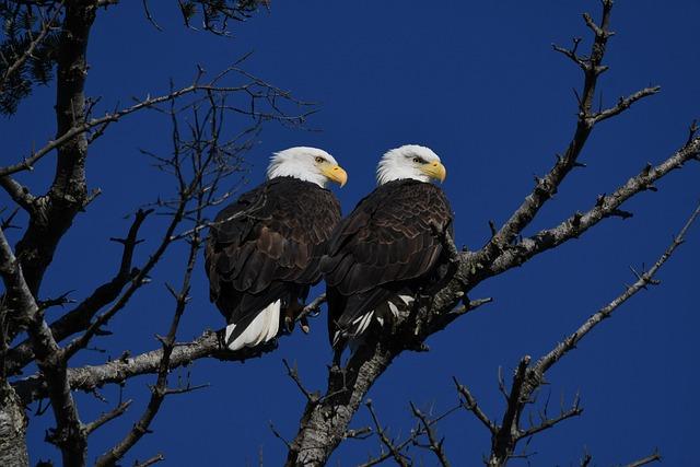 Two bald eagles in a tree