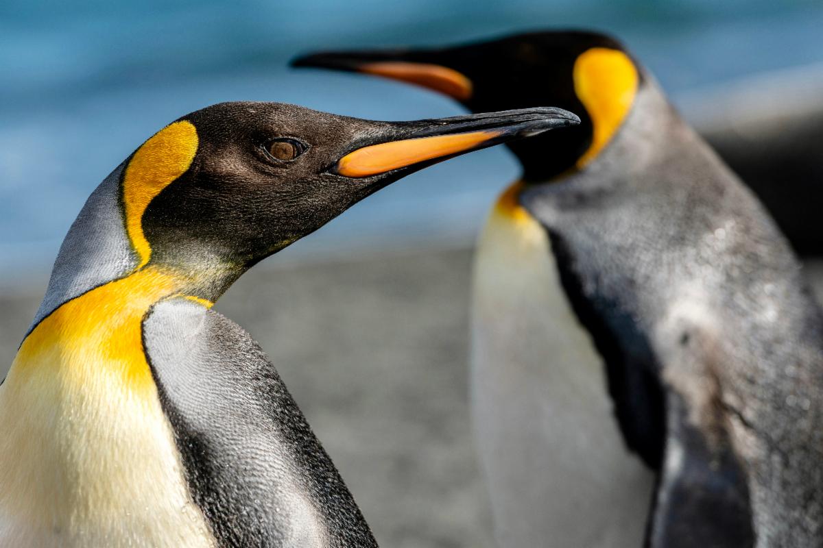 Two King Penguins