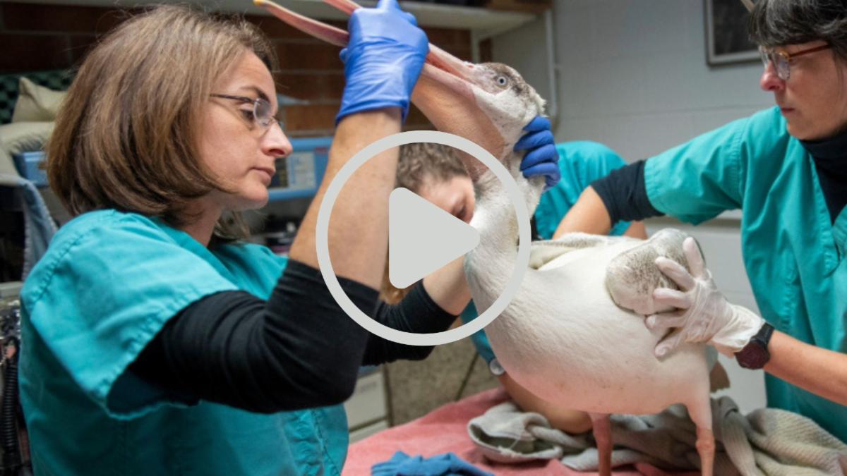 Dr. Sara Childs-Sanford with a pelican