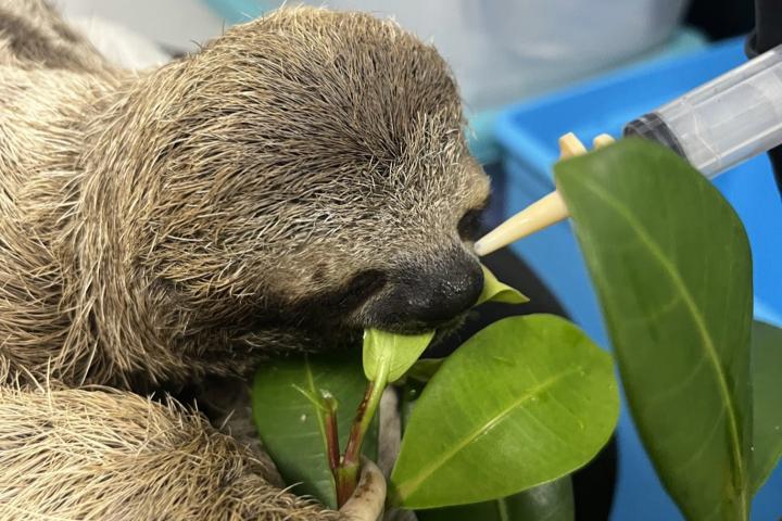 A sloth eating leaves while medicine is administered