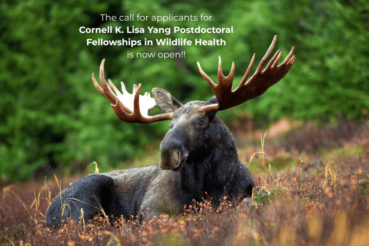 The call for applicants for Cornell K. Lisa Yang Postdoctoral Fellowships in Wildlife Health is now open!!